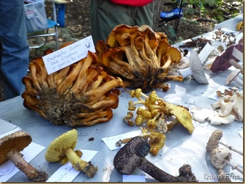 Mushroom festival_051