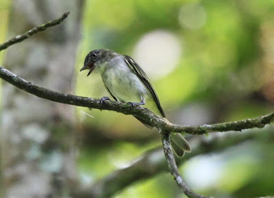 Elaenia birds