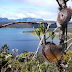 Danau Habema, Danau Tertinggi di Indonesia 