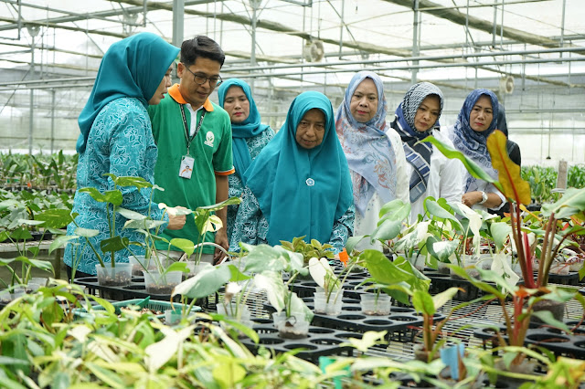 Pemkab Asahan Diminta Mendukung PT. Hijau Surya Biotechindo Menghasilkan Bibit Pisang Berkualitas Premium