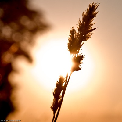 20090720-Montag