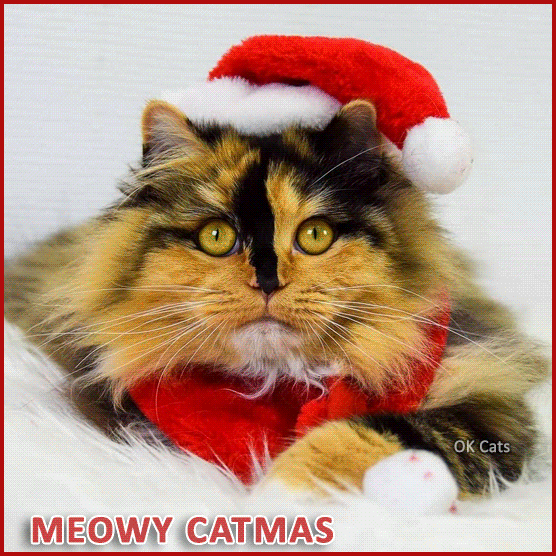 Merry Xmas Cat GIF • 15 super cute Santa cats wish you a 'MEOWY CATMAS' [ok-cats.com]