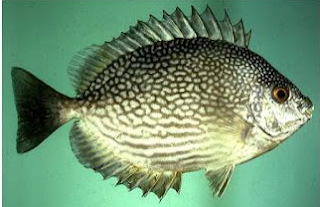 ikan baronang