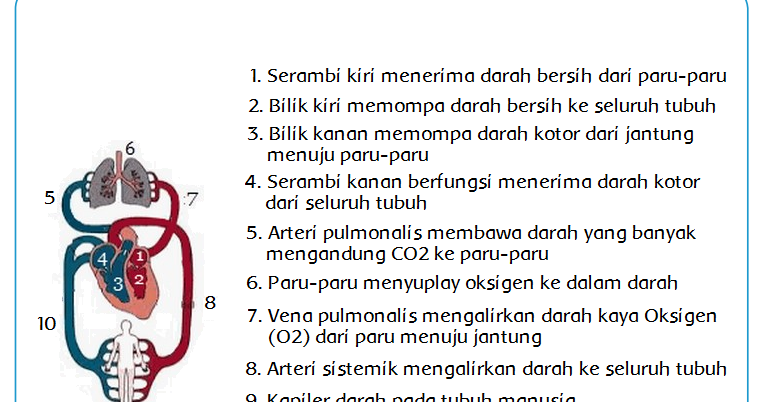 Sistem Peredaran Darah pada Manusia (Halaman 7)  BELAJAR KURIKULUM 2013