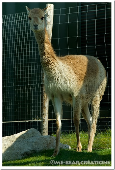 Alpaca_01