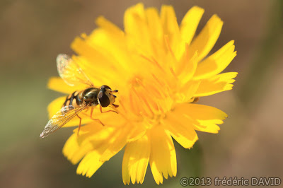 macro syrphe insecte forêt fleur pissenlit nature Fontainebleau Seine et Marne