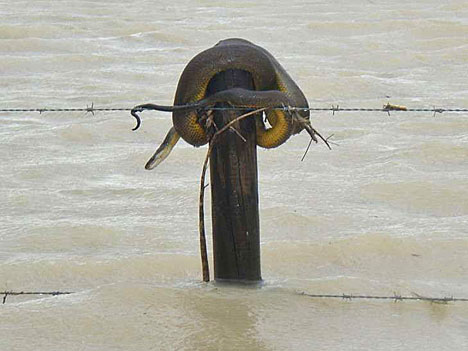 Flooding in Queensland II. The top photo of the swollen rivers in Central