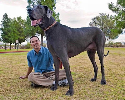 Meet Giant George, the World’s Tallest Dog