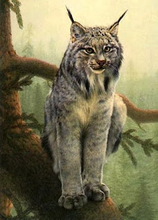 Lince Canadiense