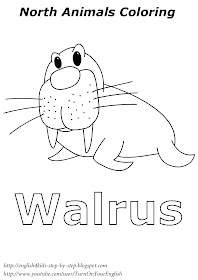 walrus north animals coloring