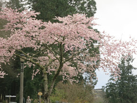 gray Oregon sky; flowering trees