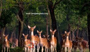 image-of-mangrove-forest-of-Bangladesh