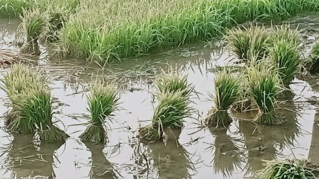 Paddy cultivation in west bengal