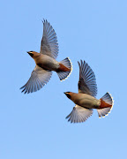 . but my first ever proper in flight images of Waxwings. (ww blog )