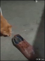 Weird Cat GIF • Weird cat and confused mouse. Your stay in the shoe, you must live here now [cat-gifs.com]