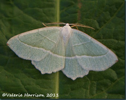 light-emerald