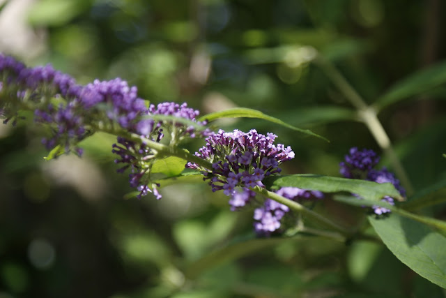 Lilac Budleija Flowers Blossoming