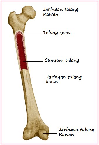 BIOLOGI GONZAGA JARINGAN TULANG 