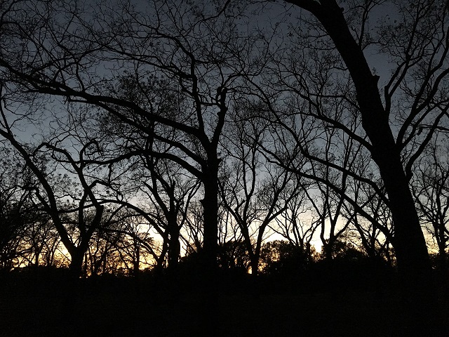 An early morning during a training exercise with Civil Air Patrol, I was treated to this beautiful pre-dawn silhouette in a pecan grove.