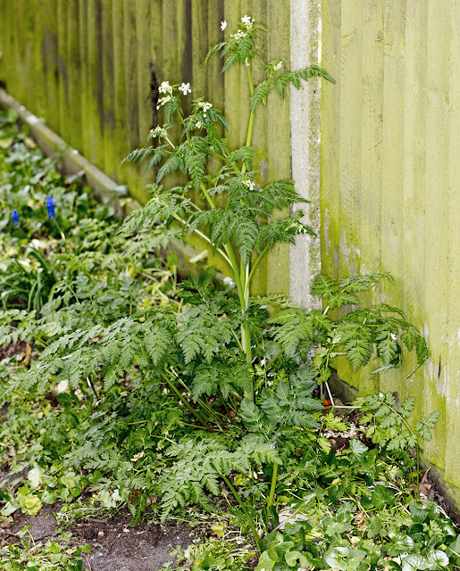 Cow Parsley, Anthriscus sylvestris.  Coney Hall, 10 April 2017.