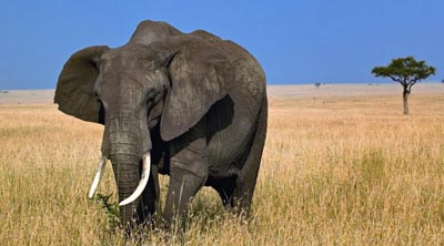 Gajah Afrika Hewan  Darat Terbesar  di Dunia RE Tawon