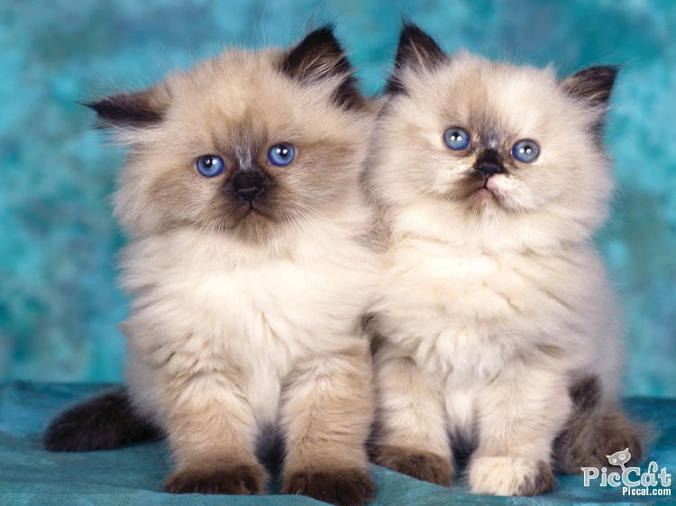 himalayan kittens