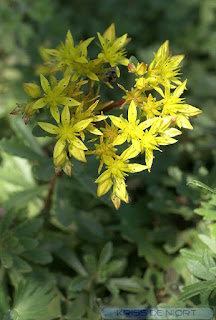 Orpin du Kamchatka - Phedimus kamtschaticus - Sedum kamtschaticum - Sedum du Kamchatka 