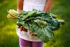You Can’t Improve What You Don’t Measure: The Data Shaping U.S. Food Systems