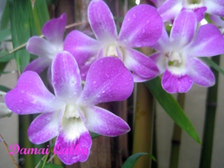 Damai Qalbu: Orkid Ungu