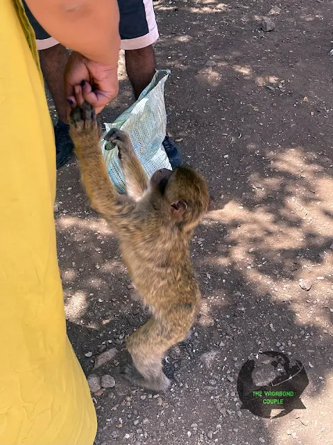 Monkey Park, Atlas Cedar Biosphere Reserve, Ifrane, Morocco, Africa