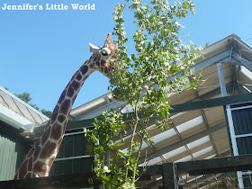 Whipsnade Zoo, Dunstable