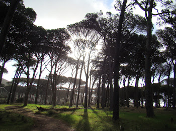 Towering Trees