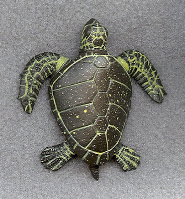 Loggerhead Turtle Facts. Plastic Loggerhead Turtle