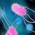 Salmonella or Salmonellosis
