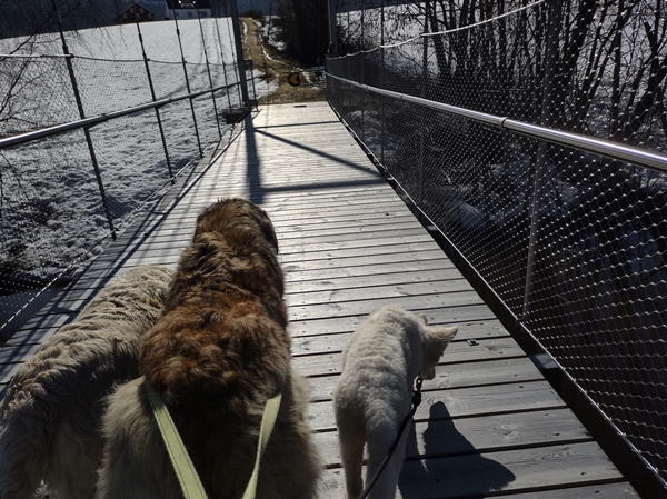 hvit gjeterhund leonberger golden retriever