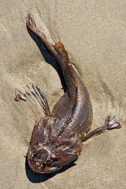 Nova Scotia; Sculpin; Hirtle's Beach; Fish