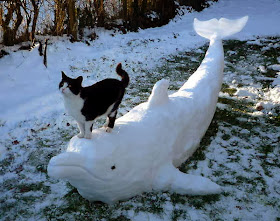 Funny cats - part 80 (40 pics + 10 gifs), cat stands on snow dolphin