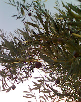 Olive tree