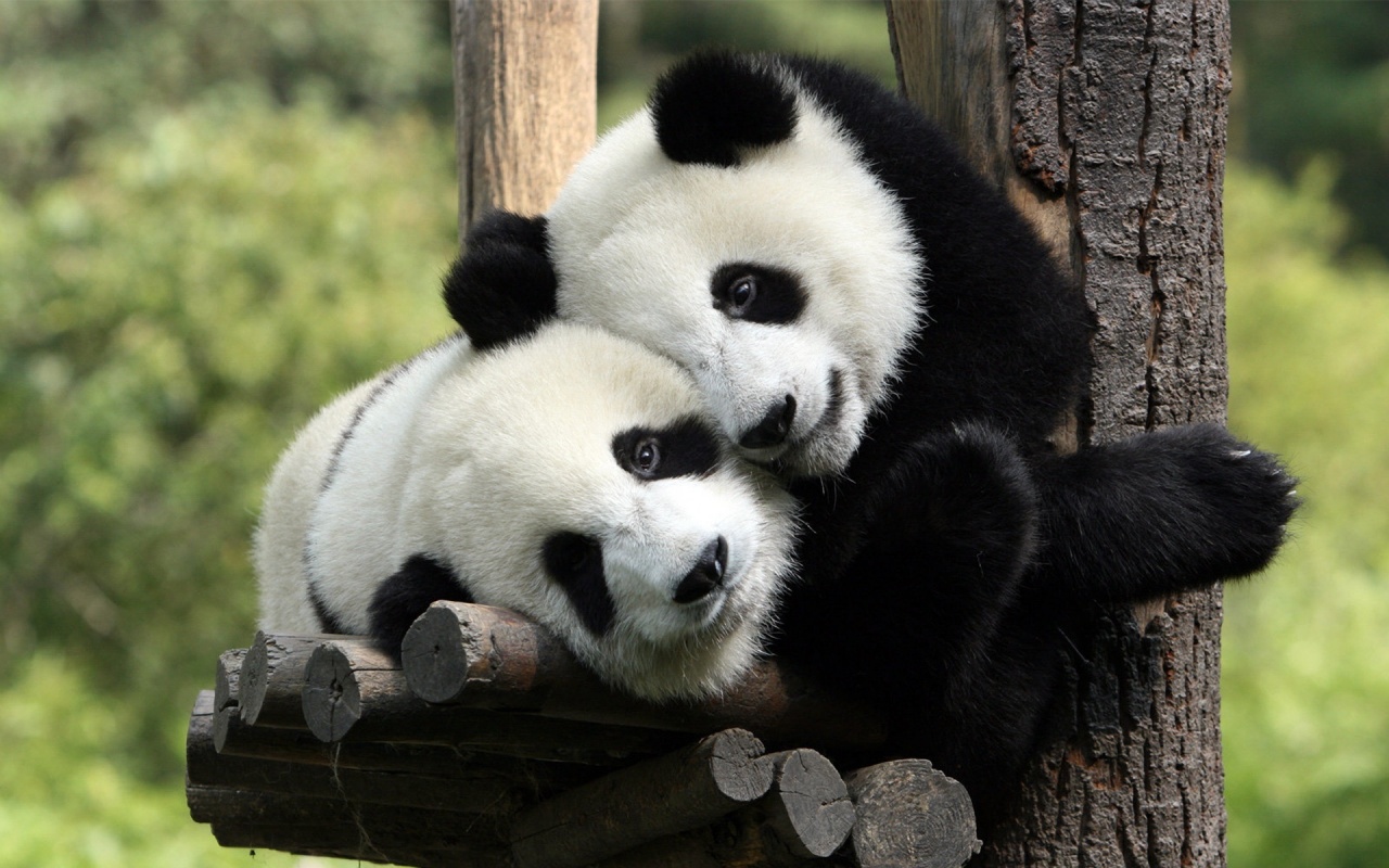 LANGIT BIRU Inilah Rahasia Usus Panda