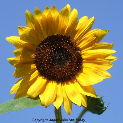 A Sunny Solitary Yellow Sunflower Blossom