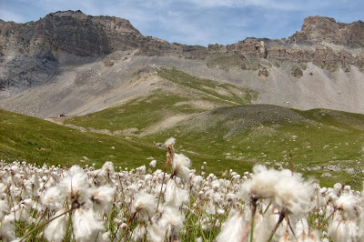 Pas de la cavale et linaigrettes