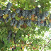 Grapes 07.09.2008