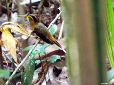 Beija-flor, rabo-Branco-do-Maranhão, Phaethornis maranhaoensis, Maranhao-Hermit, birds, aves, aves do brasil, fotos de beija-flores, beija-flores, birding, birdwatching, Brazil, fotos de aves, fotos de pássaros