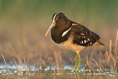 Aguatero Nycticryphes semicollaris