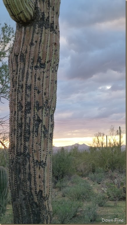 Saguaro NP West_097