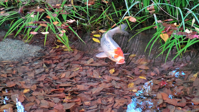 糺の森 紅葉 京都