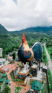 Guiness World Record Biggest Rooster