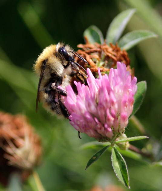 bhumilismuscorum_MG_1509