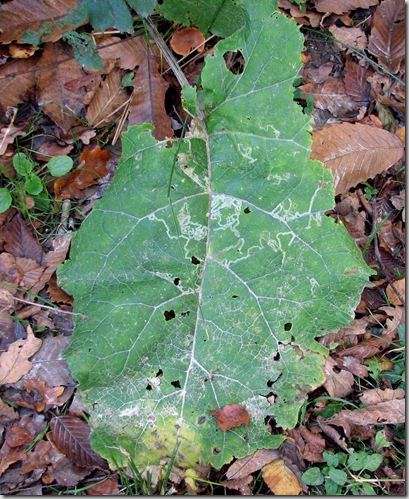 20081027 BHW Phytomyza lappae 011