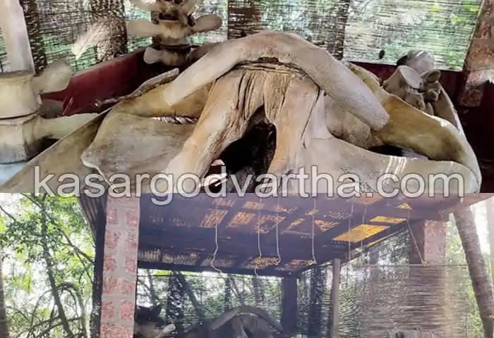 Skeleton, Manjeshwar, Forest officers, Kerala News, Kasaragod News, Crime, Crime News, Manjeshwar News, Whale Skeleton, 15-year-old skeleton of whale found.